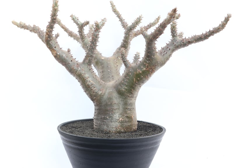 パキポディウム マカイエンセ | mana's farm:塊根植物・アガベ・ドライ