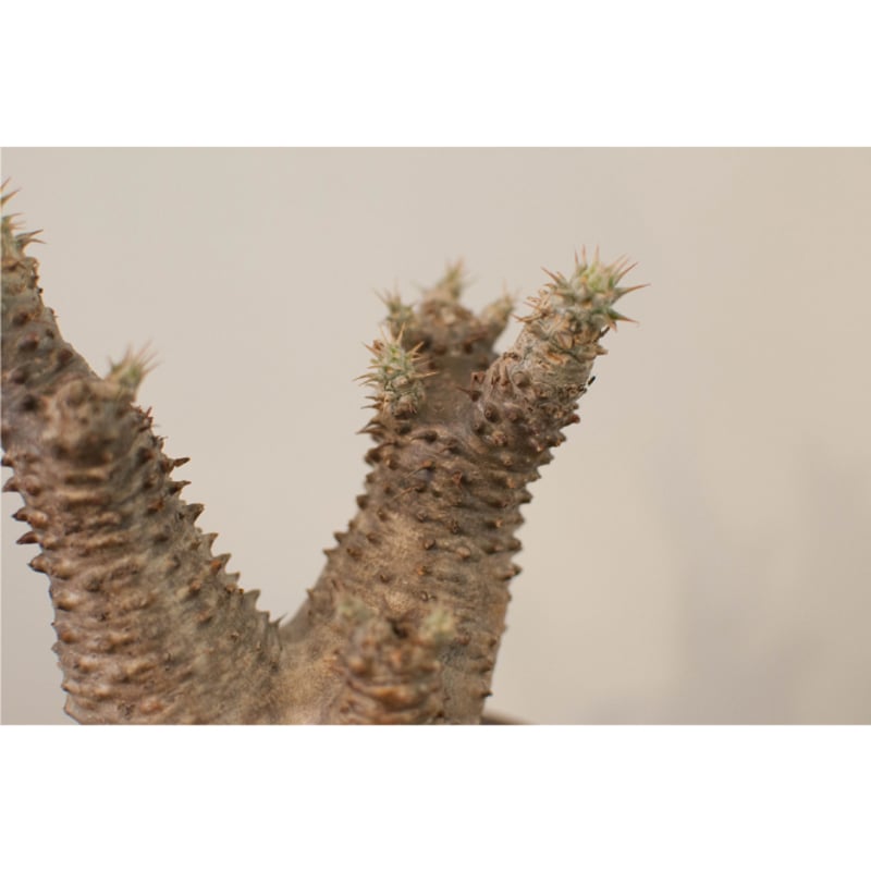 パキポディウム・マカイエンセ | AOKI KAEN