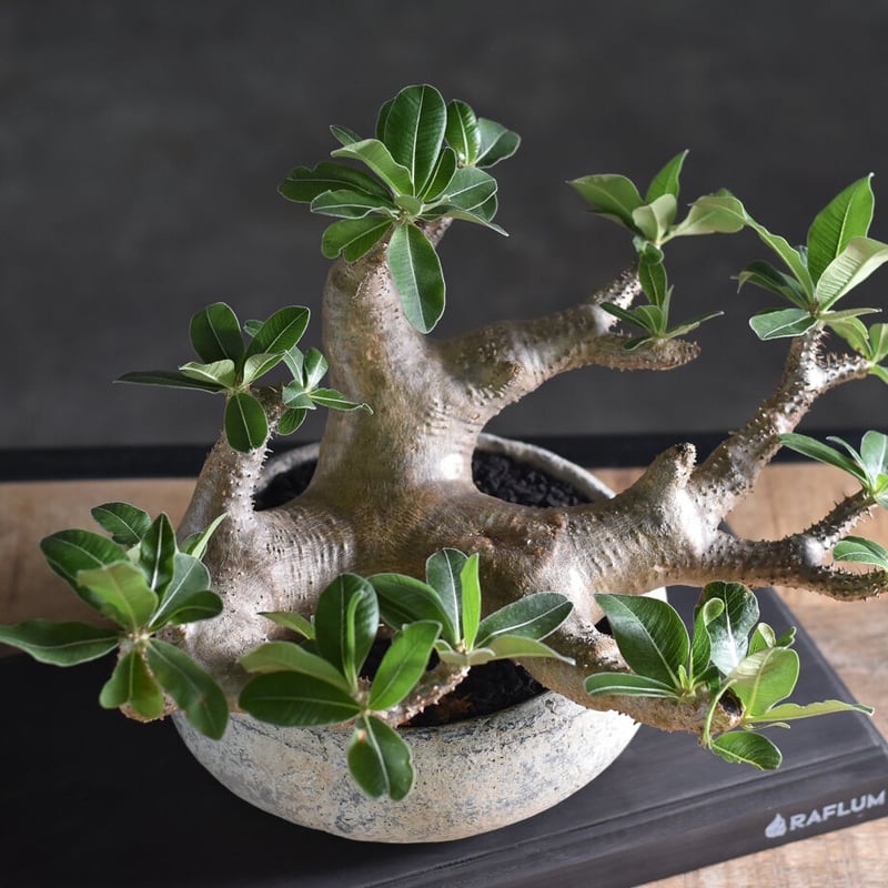 パキポディウム マカイエンセ【当店厳選！！希少種になりますのでお