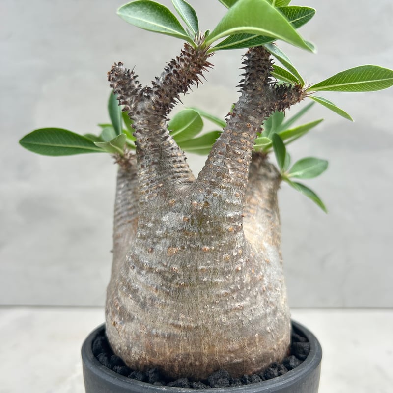 パキポディウム・マカイエンセ(25jul15v06-1) | GOOD DAYS