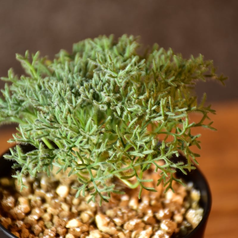 Monsonia multifida モンソニア ムルチフィダ 実生株 #1 | BONDEX