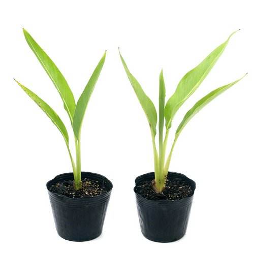 タビビトノキ 旅人の木 オオギバショウ 3~4号(1ポット) | チャーム