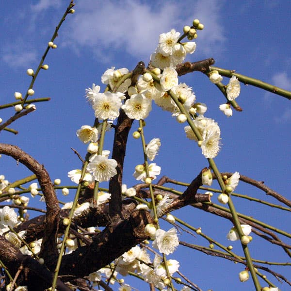 園芸ネット本店｜シダレウメ（枝垂れ梅・花梅）：緑萼（リョクガク