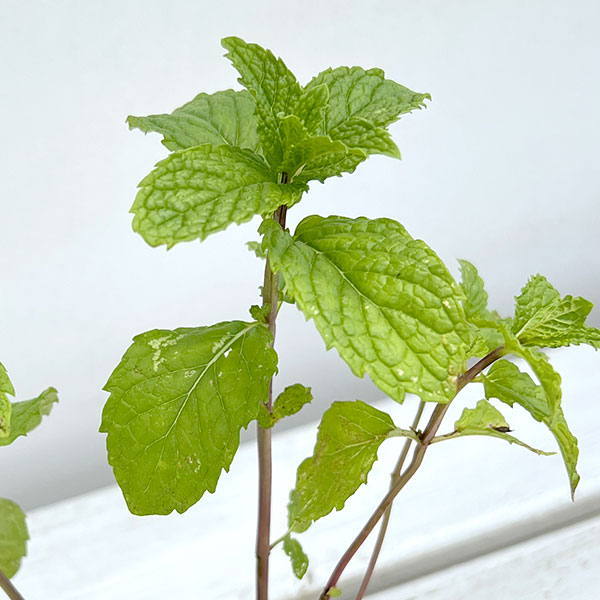 園芸ネット本店｜ミント：スペアミント3号ポット の通販【公式】