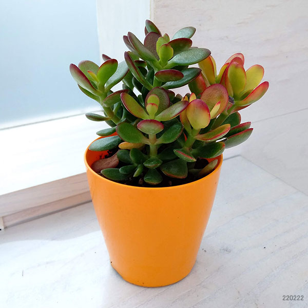 園芸ネット本店｜金のなる木（花月・カゲツ) ：姫黄金花月 3.5号ポット