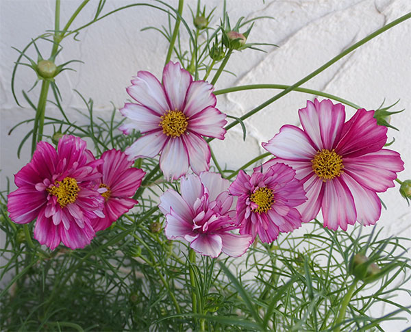 園芸ネット本店｜コスモス：あかつき[種・花タネ草丈約90cm] の通販