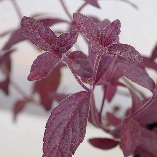 園芸ネット本店｜サルビア：シナロエンシス コスミックブルー3.5号