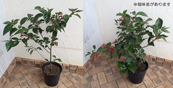 園芸ネット本店｜[送料無料]ハクサンボク（ビバーナム ジャポニカム