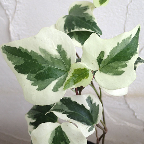 園芸ネット本店｜ヘデラ：カナリエンシス（オカメヅタ）斑入り3号