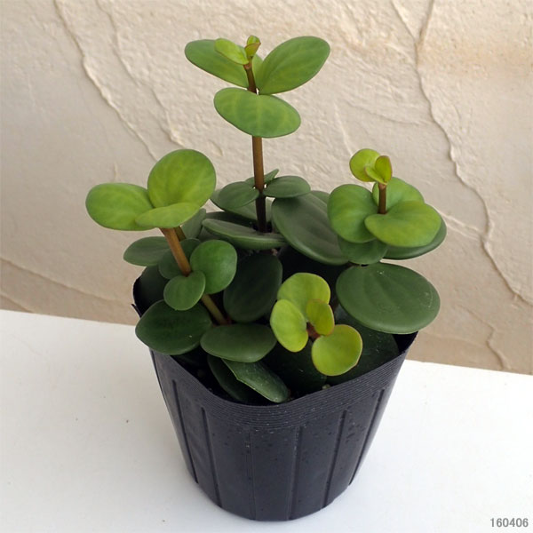 園芸ネット本店｜ぺぺロミア ：ホープ3号ポット の通販【公式】