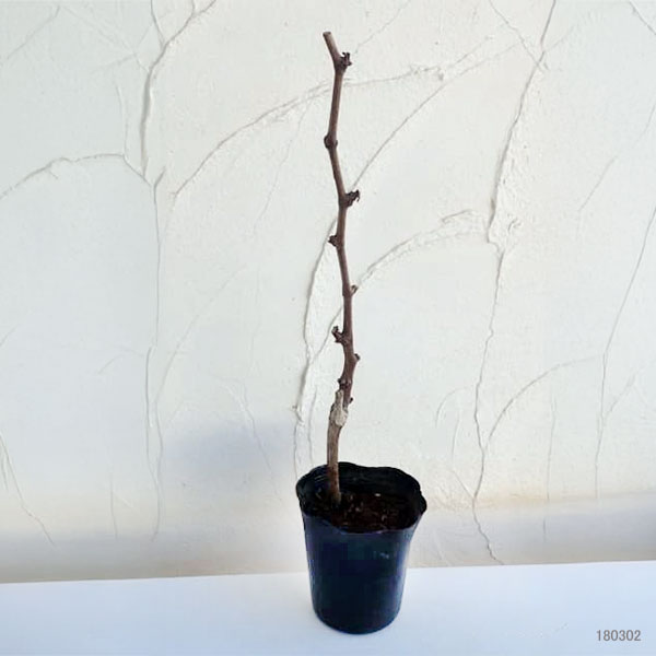 園芸ネット本店｜ブドウ：紅三尺（ベニサンジャク）挿木苗4.5-5号