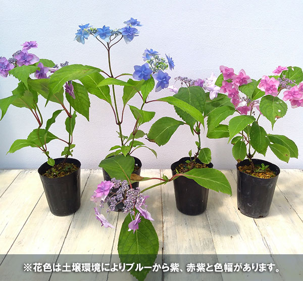 園芸ネット本店｜ヤマアジサイ：ミヤマヤエムラサキ（深山八重紫） 4号