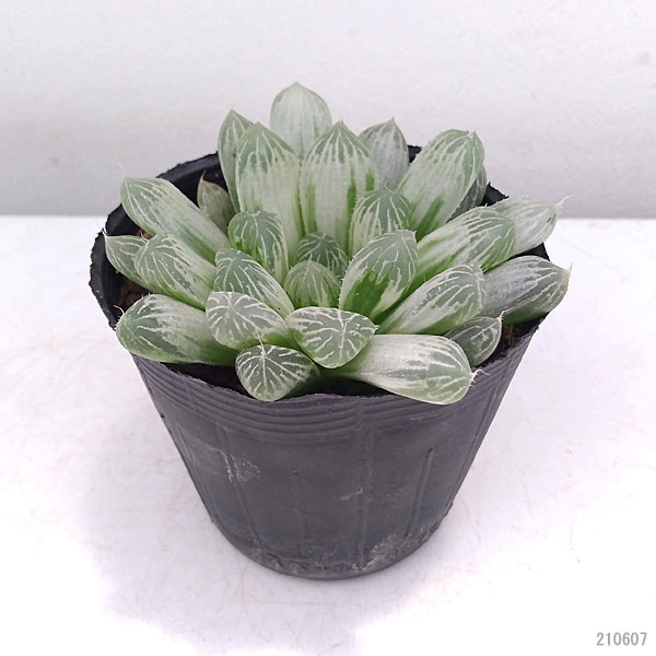 園芸ネット本店｜ハオルチア：入門2種セット（オブツーサ・フィリ