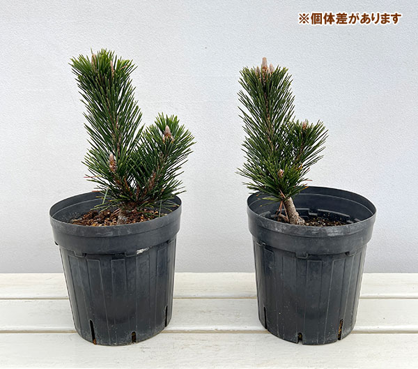 園芸ネット本店｜マツ（松）：黒松 寿（クロマツ コトブキ）6号硬質