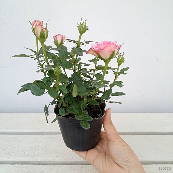 園芸ネット本店｜ミニバラ：カルーセル・コルダーナ3-3.5号ポット の