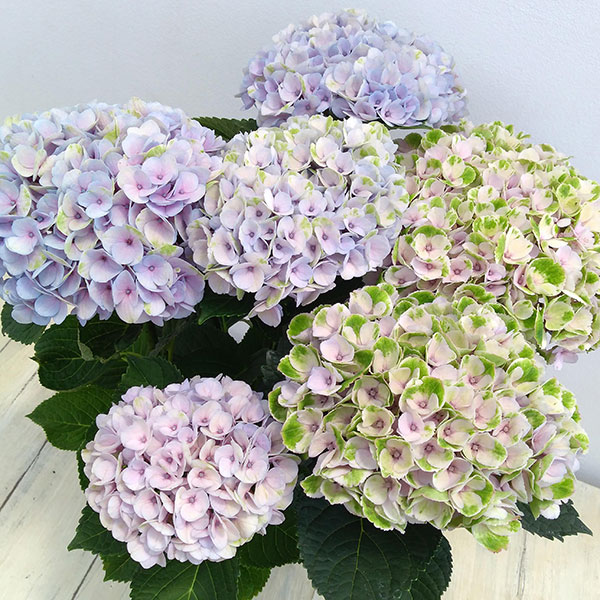 園芸ネット本店｜[春の鉢花予約]アジサイ：マジカルレボリューション