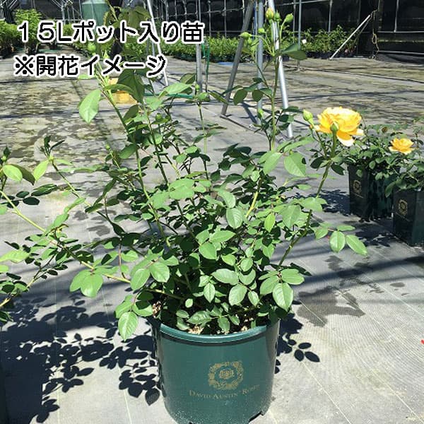 園芸ネット本店｜イングリッシュローズ デビッド・オースチン