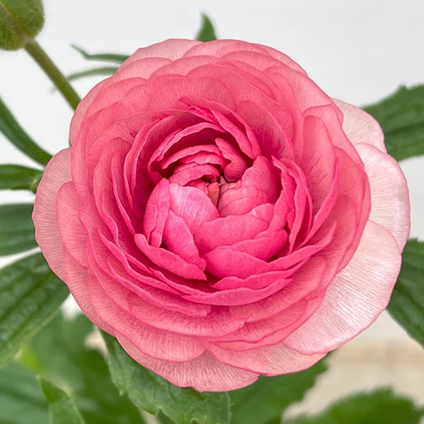 園芸ネット本店｜ラナンキュラス：ラックス ヘラ3.5-4号ポット* の通販