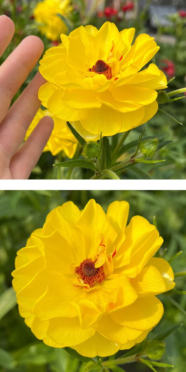 園芸ネット本店｜ラナンキュラス：ラックス ピュタロス2／3.5-4号