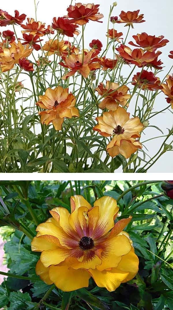 園芸ネット本店｜ラナンキュラス：ラックス サティロス6号鉢（開花終了