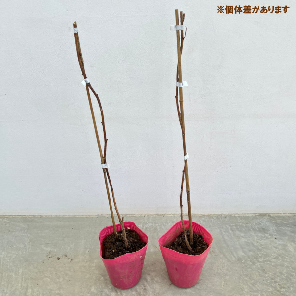 園芸ネット本店｜ラズベリー（トゲなし）：グレンアンプル3～5号ポット