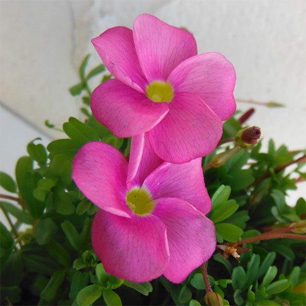 園芸ネット本店｜オキザリス：桃の輝き3-3.5号ポット の通販【公式】