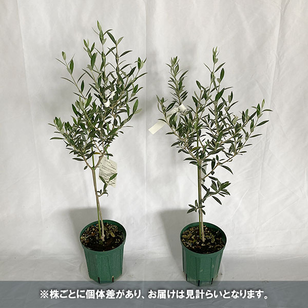 園芸ネット本店｜オリーブ：ミッション 5号ポット の通販【公式】