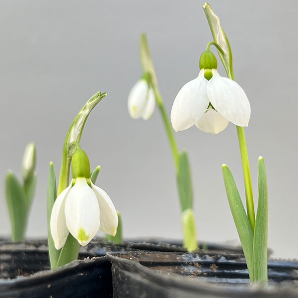 園芸ネット本店｜スノードロップ2球植え芽出し3号4ポットセット の通販