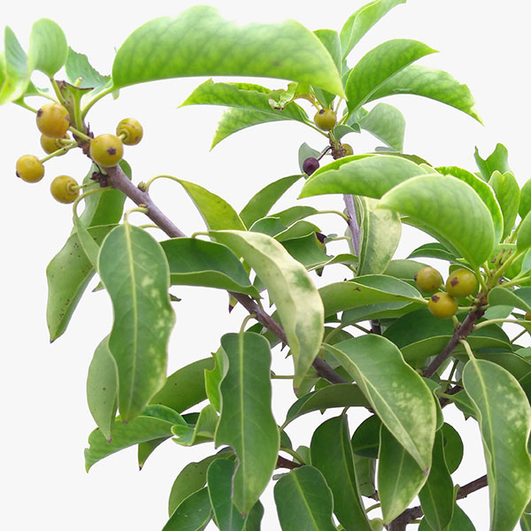 園芸ネット本店｜ソヨゴ：株立ち（寄せ株） メス木8号 高さ130cm の