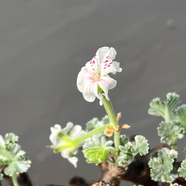 園芸ネット本店｜ペラルゴニウム：ミラビレ（挿し木）2.5号鉢植え の