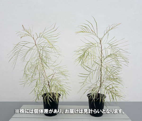 園芸ネット本店｜グレビレア：ハニーワンダー 8号ポット の通販【公式】