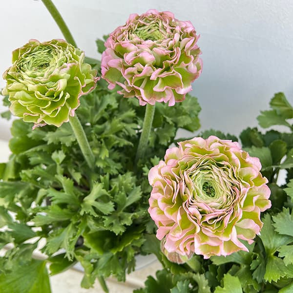 園芸ネット本店｜ラナンキュラス：ポンポン ハーマイオニー6号鉢植え