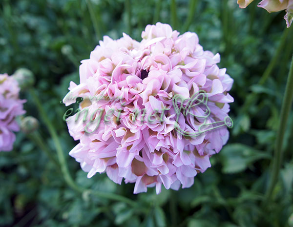 園芸ネット本店｜ラナンキュラス：ポンポン ハーマイオニー4号ポット苗