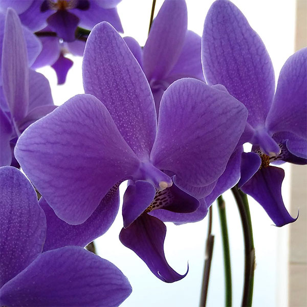 園芸ネット本店｜ファレノプシス：Blue Gene（ブルージーン）(R)5本