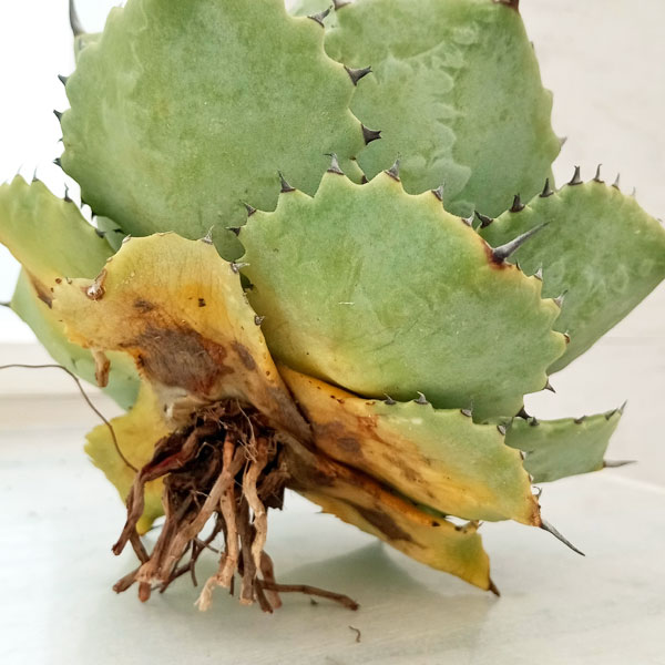 園芸ネット本店｜（わけあり特価）アガベ：ドラゴンスケイル 5号鉢植え