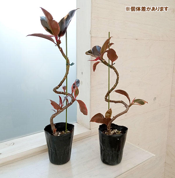 園芸ネット本店｜フィカス：エラスティカ ルビー（曲げ仕立て） 4号