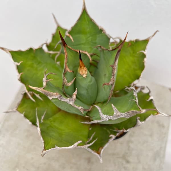 園芸ネット本店｜アガベ：チタノタ シーザー（凱撤） 8cm角鉢植え の