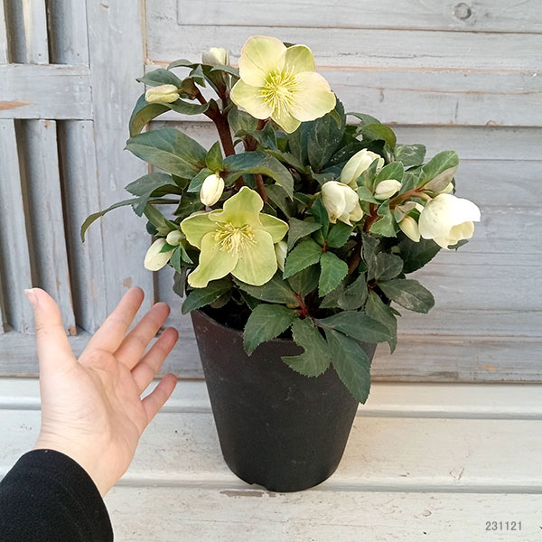 園芸ネット本店｜クリスマスローズ（原種交配）：*HGCマーロン5号