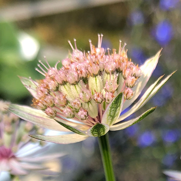 園芸ネット本店｜アストランティア：ローマ5号鉢植え の通販【公式】