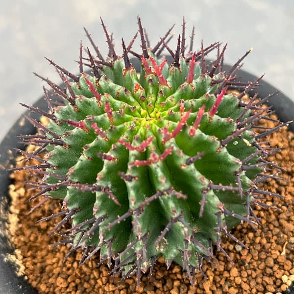 園芸ネット本店｜ユーフォルビア：ポリゴナ 3号鉢 の通販【公式】