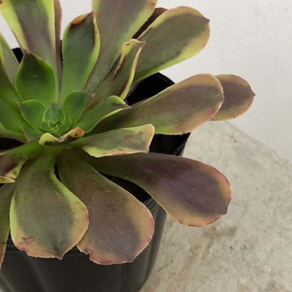 園芸ネット本店｜アエオニウム：スーパーバン錦 3号ポット の通販【公式】