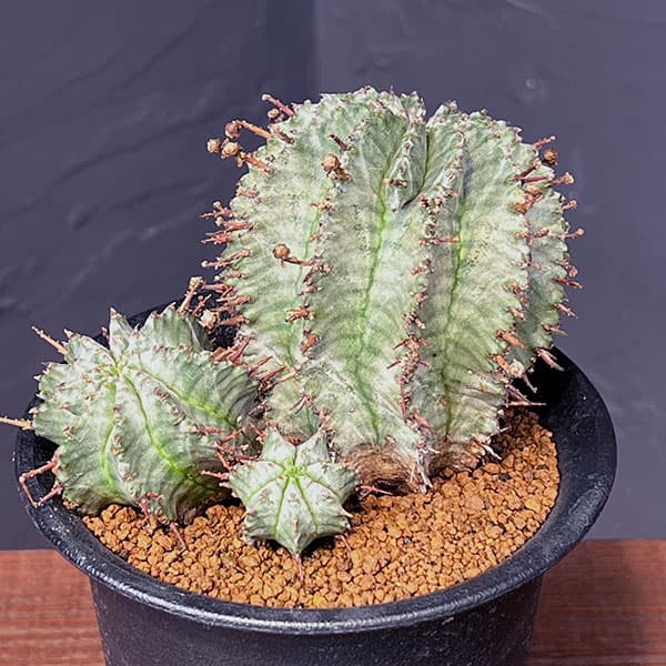 園芸ネット本店｜ユーフォルビア：ホリダ（実生セレクト株） 3.5号