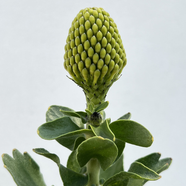 園芸ネット本店｜リューコスペルマム：ハイゴールド 4号鉢植え の通販