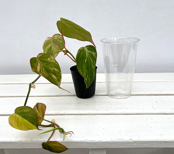 園芸ネット本店｜フィロデンドロン：ミカンス斑入り 3号ポット の通販