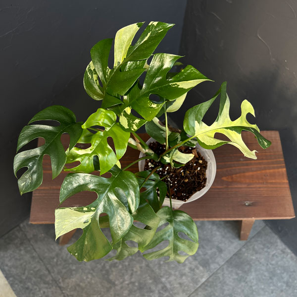 園芸ネット本店｜ラフィドフォラ：テトラスペルマ 斑入り 4号