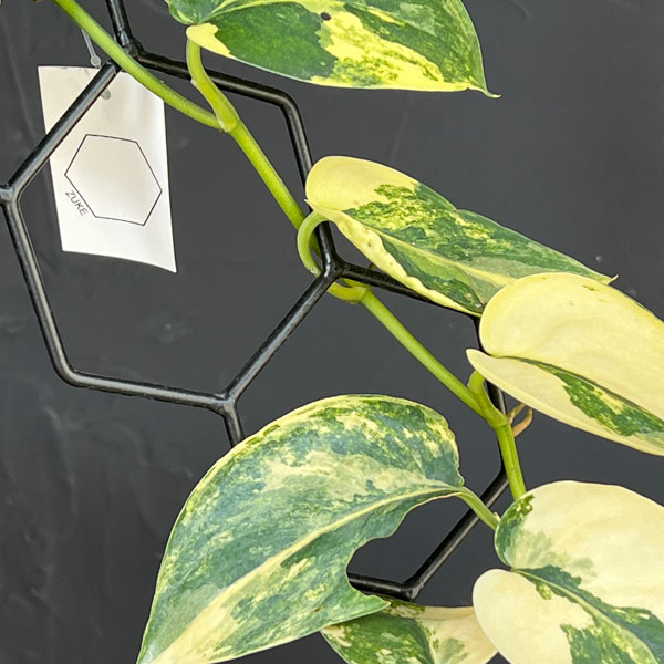 園芸ネット本店｜スキンダプサス：ジェイドサテンバリエガータ 3.5号