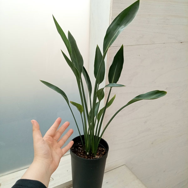 園芸ネット本店｜ストレリチア：ユンケア（ノンリーフ)10.5cmロング