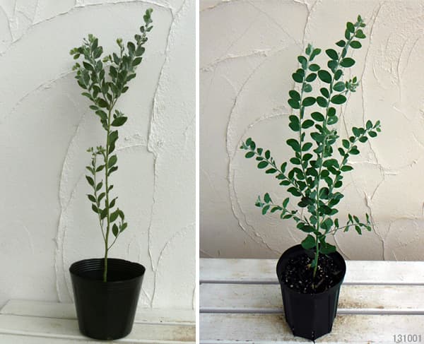 園芸ネット本店｜アカシア：パールアカシア 6号鉢植え の通販【公式】