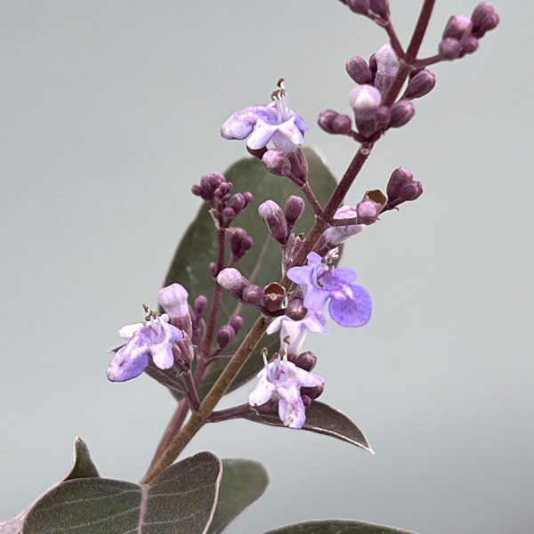 園芸ネット本店｜西洋ニンジンボク：パープル3～3.5号ポット（ミツバ