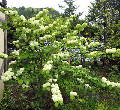 園芸ネット本店｜オオデマリ（大手毬）4.5-5号ポット の通販【公式】